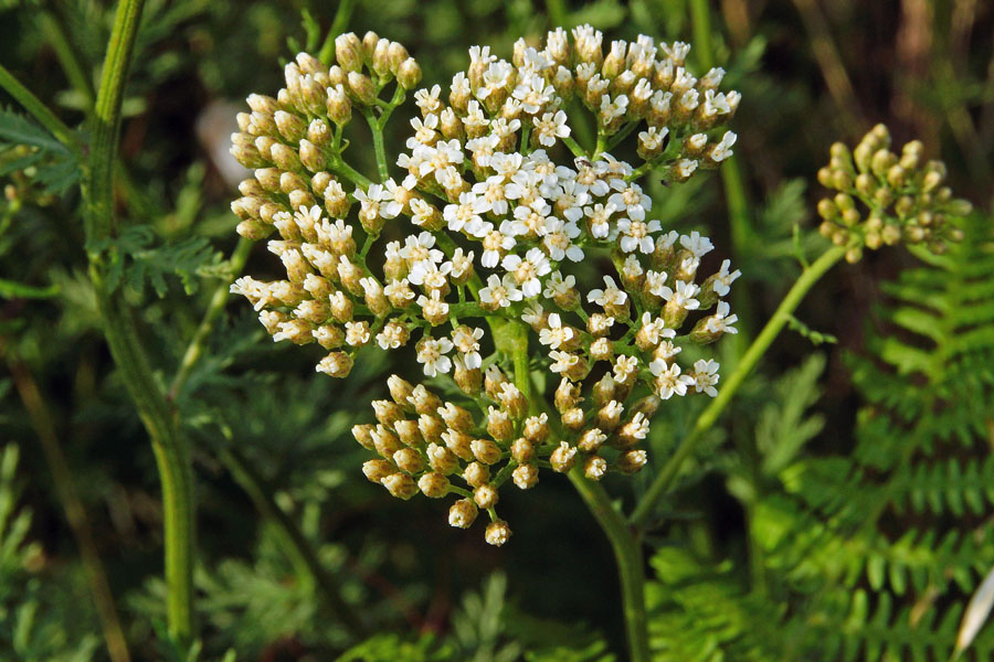 Achillea ligustica / Millefoglio ligure